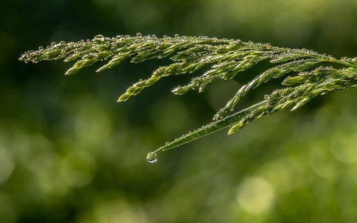 raindrop  dewdrop  grasses