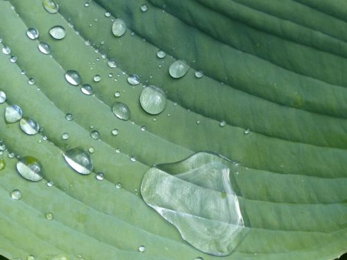 raindrop hosta sheet