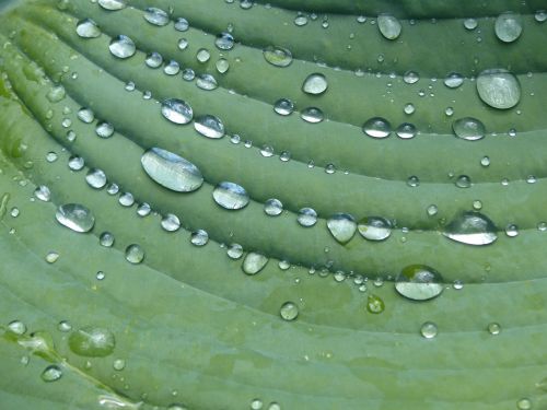 raindrop hosta sheet