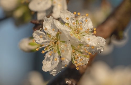 raindrop  plum blossoms  plum tree