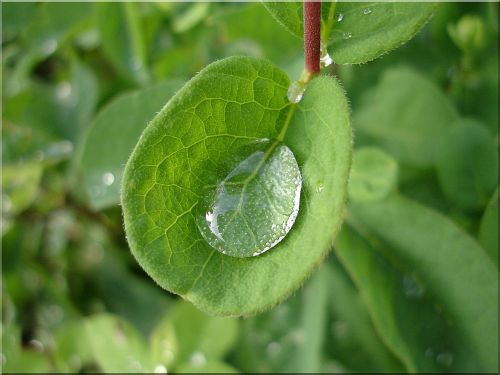 raindrop leaf close