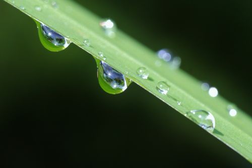 raindrop drop of water rain