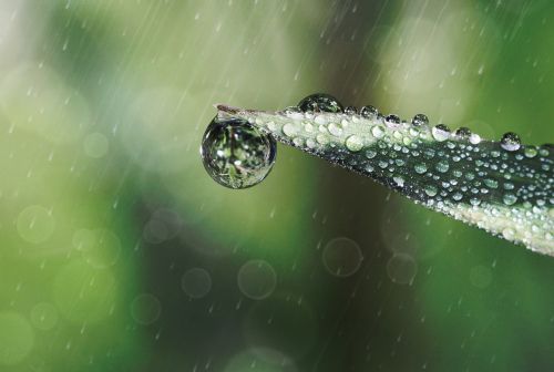 raindrop drop of water blade of grass