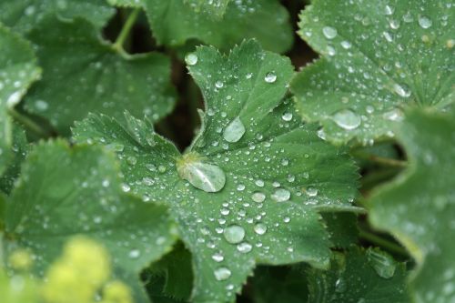 raindrop plant macro