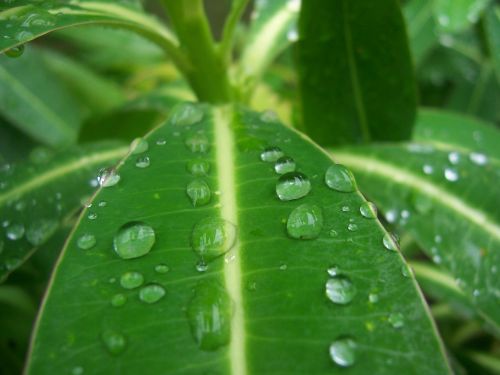 raindrops leaf foliage