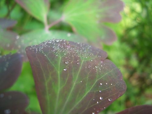 raindrops leaf nature