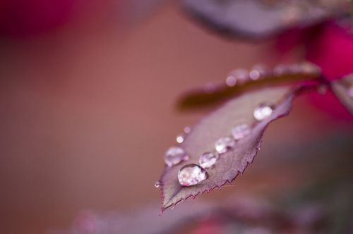 raindrops leaf plant