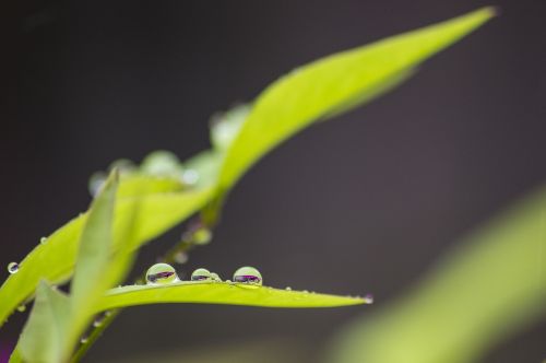 raindrops leaf plant