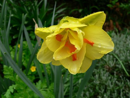 raindrops daffodil yellow flower