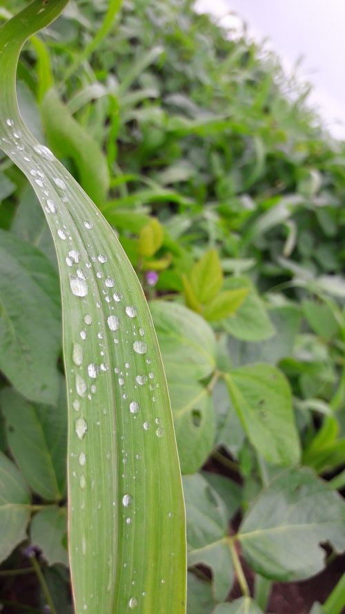 raindrops leaf green