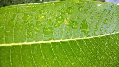 raindrops leaf green