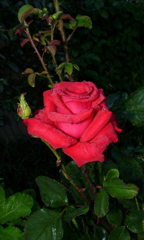 raindrops red rose