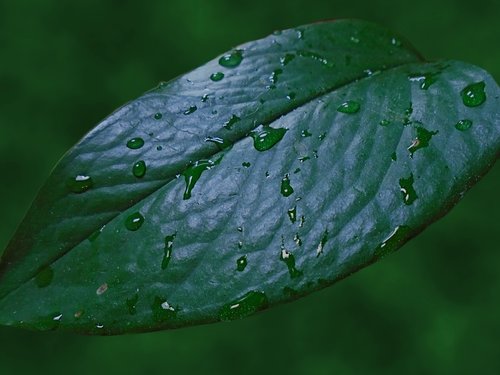 raindrops  leaf  rain