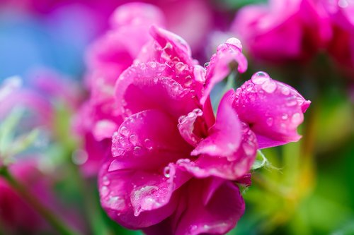 raindrops  flowers  nature
