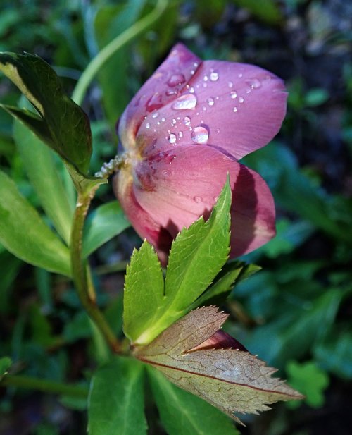 raindrops  flower  garden nature