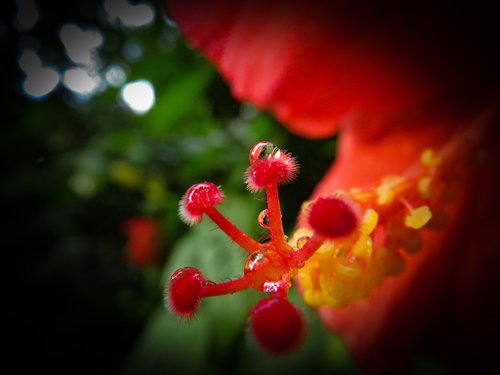 raindrops  hibiscus  red