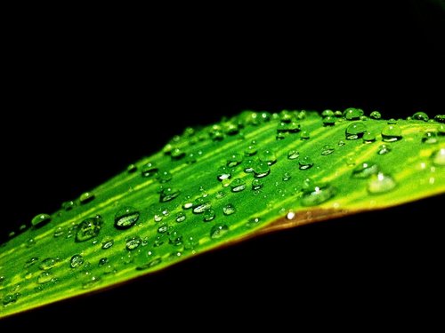 raindrops  dewdrops  plants