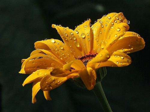 raindrops daisy drops