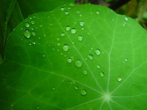 raindrops leaf nasturtium