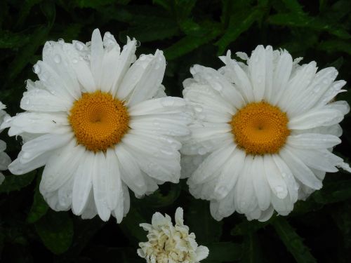 raindrops daisy flower