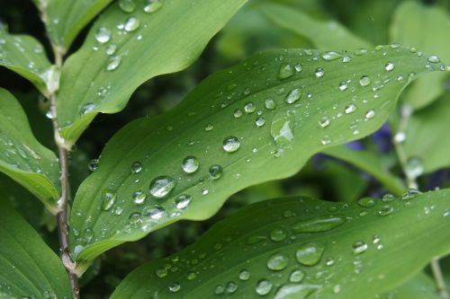 raindrops leaves green