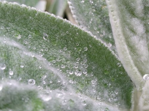 raindrops leaves nature