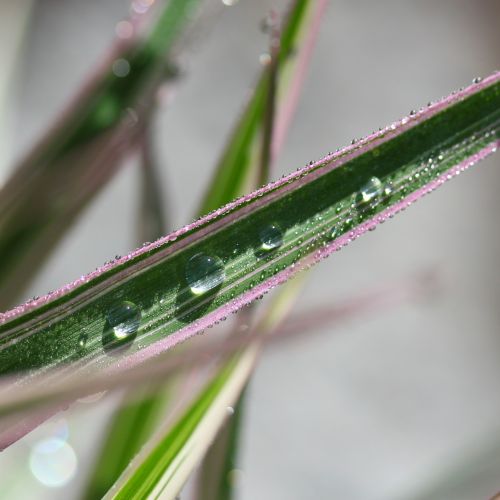 Raindrops On Blade Of Grass