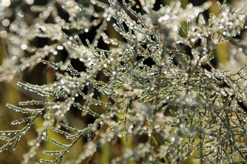 Raindrops On Cypress Tree