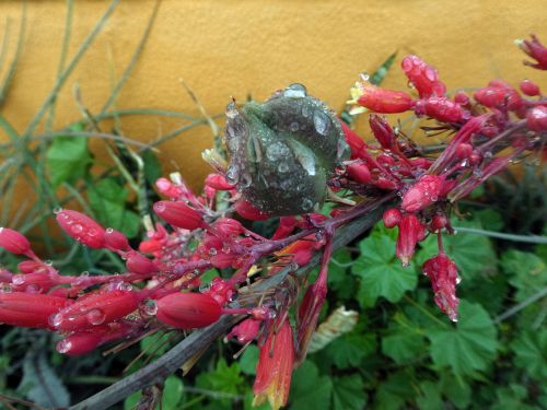 Raindrops On Flower Branch