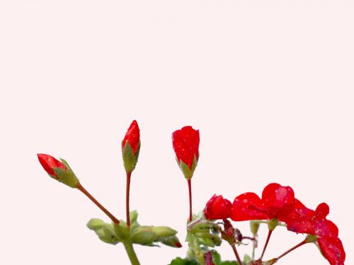 Raindrops On Geraniums