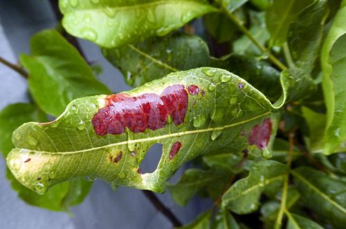 Raindrops On Leaves