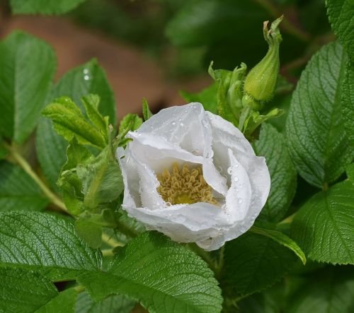 raindrops on rose rose rain