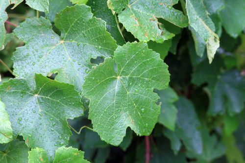 Raindrops On Vine Leaves