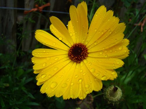 Raindrops On Yellow Flower