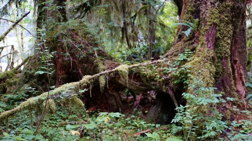 rainforest national park usa