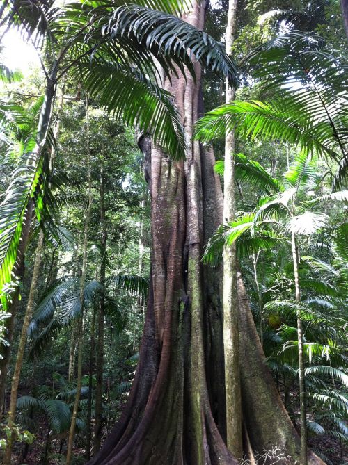 rainforest rain tree