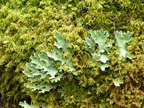 rainforest green plant