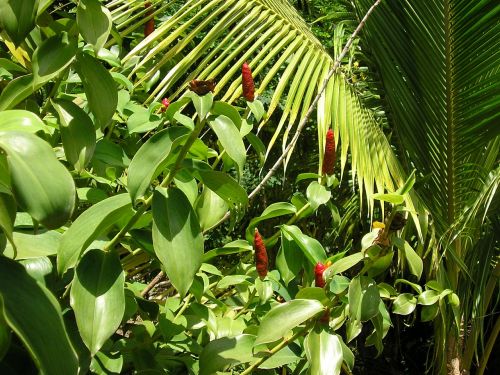 rainforest peppers palm