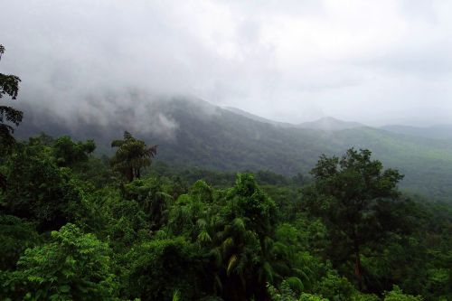 rainforest mollem national park western ghats