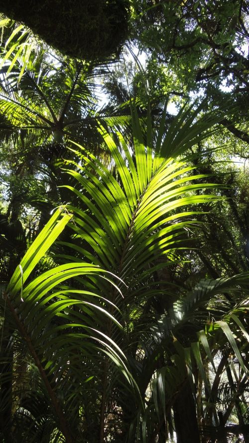 rainforest tree forest