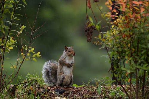 rainning  squirl  nature