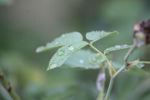 rainy day rain plant