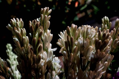 rajanigandha flower tuberose flower flower