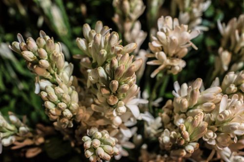 rajanigandha flower tuberose flower flower