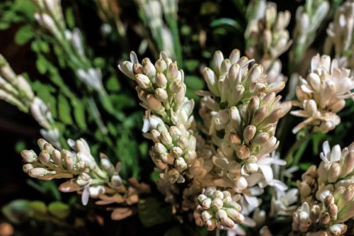 rajanigandha flower tuberose flower flower