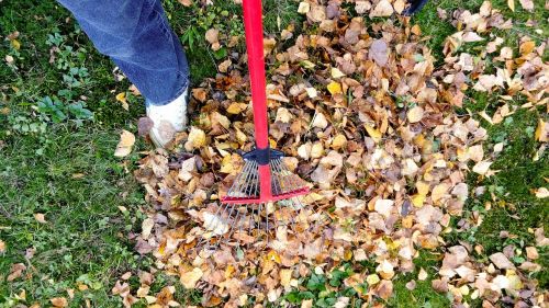 raking fall autumn
