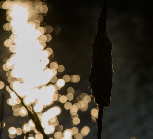 Backlit Reeds