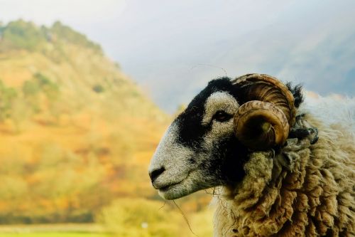 ram sheep closeup
