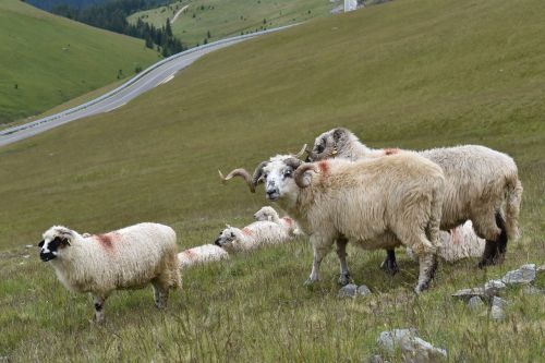 ram pasture sheep