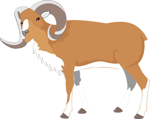 ram goat brown